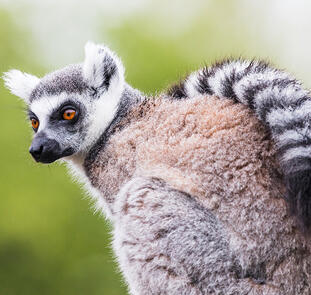 Madagaskar - Lemuren und Meer