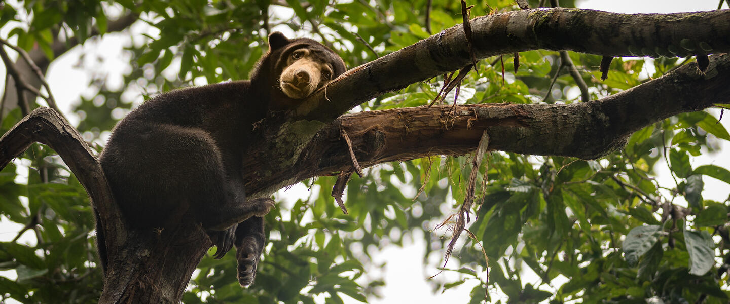Naturparadies Borneo Naturparadies Borneo