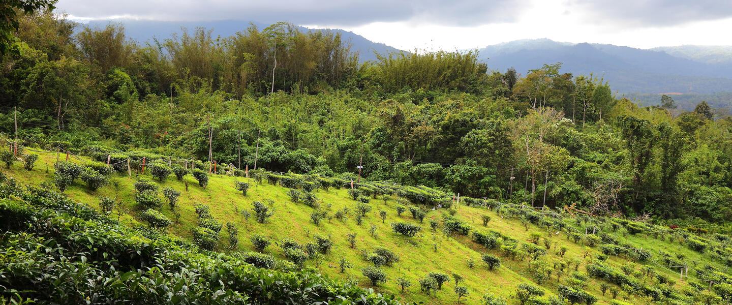 Naturparadies Borneo Naturparadies Borneo