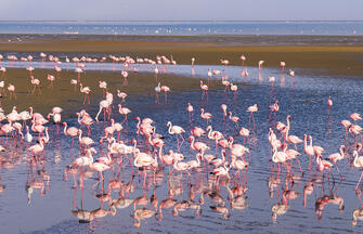 Namibia - Atlantik, Dünen und wilde Tiere