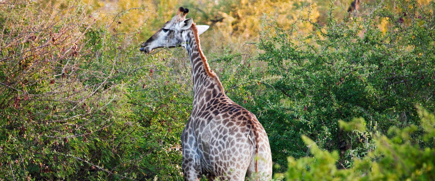 Südafrika auf Schritt und Tritt