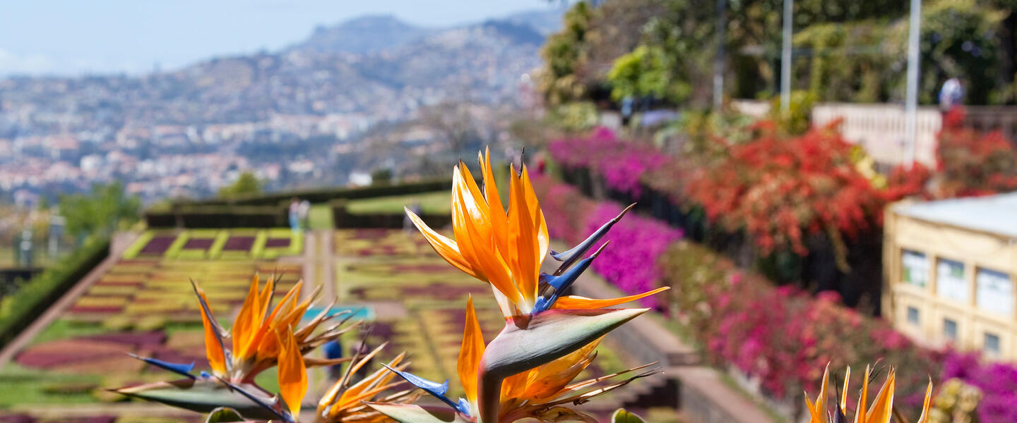 Blumeninsel Madeira