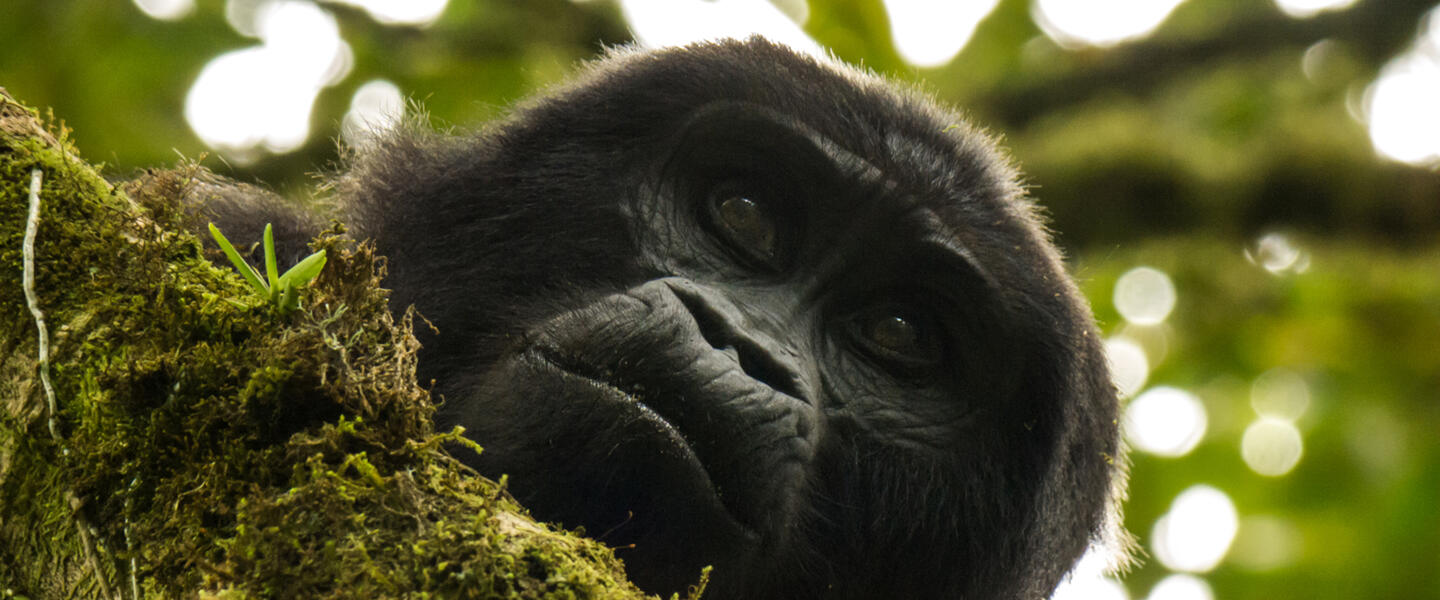 Uganda und Sansibar - vom Land der Berggorillas nach Sansibar