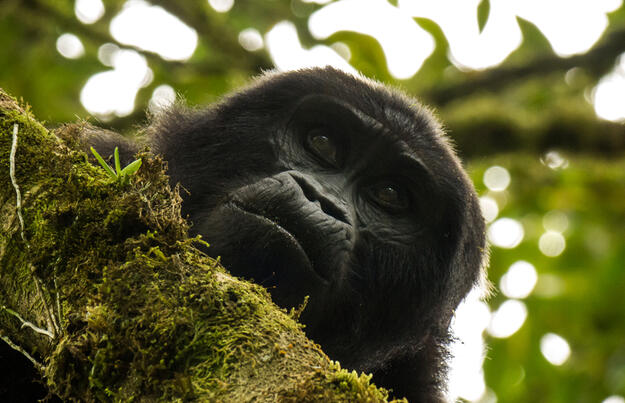 Uganda und Sansibar - vom Land der Berggorillas nach Sansibar