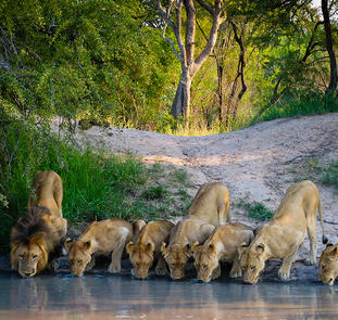 Zimbali Lodge & Spa Zimbali Lodge & Spa