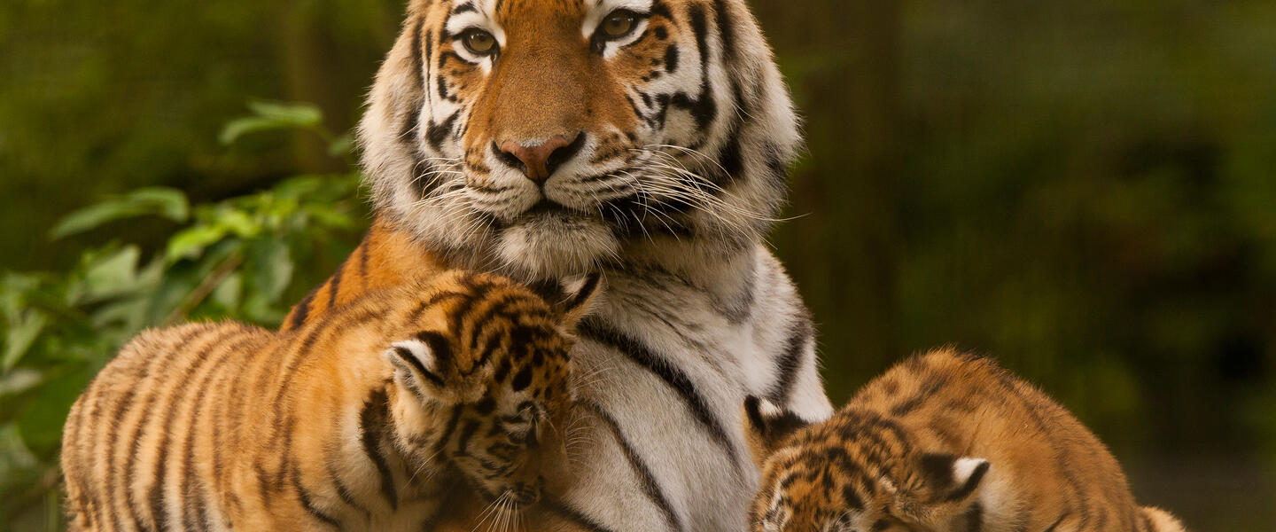 Taj Mahal und Tigerpirsch