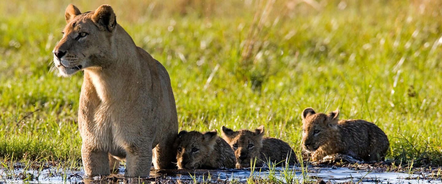 Wildes Herz Afrikas