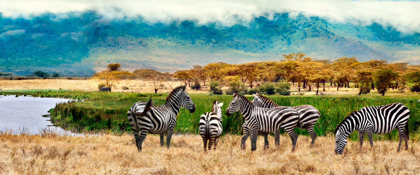 Uganda - im Land der Berggorillas privat